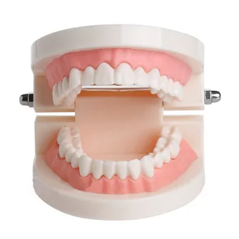  1 Бр. Модел на Зъбите Зъболекар Прозрачна Венците Стандартна Стоматологичен Модел за Обучение по Стоматология Материал Стоматологични Инструменти Зъболекарски Лабораторен Модел
